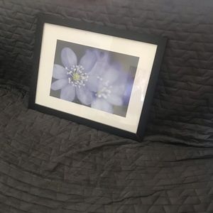 Framed Flower photo